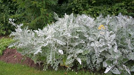 Spousta rostlin má díky bílým chloupkm na listech jakoby stíbitý nádech.