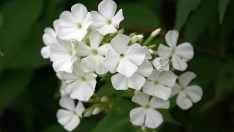 V bílé zahradě oceníte i bíle kvetoucí floxy.