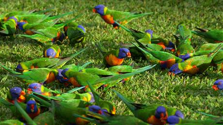 Stovky papoušků lori v severoaustralském Darwinu postihla záhadná nemoc. Její projevy jsou podobné opilecké kocovině. Ilustrační foto  