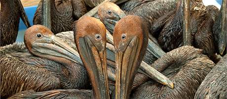 Zachránní pelikáni ekají na pnovou koupel, pi které by mli být oitni od ropy