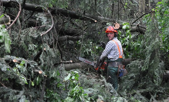 Lesník proezává stromy, které porazil silný vítr. Ilustraní foto