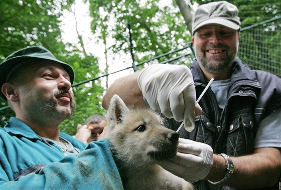 Deset arktických vlat okovali chovatelé v brnnské zoologické zahrad