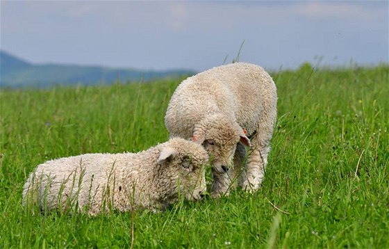 Oveky chovejte alespo ve dvou nebo ve tech kusech, sama ovce by se bez stáda trápila