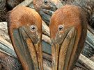 Zachránní pelikáni ekají na pnovou koupel, pi které by mli být oitni od ropy.