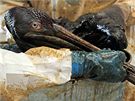 Pracovníci záchraného centra v Burasu oiují pelikána pokrytého ropou.