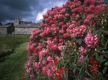 Attadale Garden, Velk Britnie