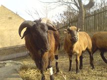 Kamerunské ovce připomínají spíše kozy