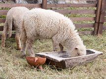 Ovce potřebují přístup k vodě i do stínu