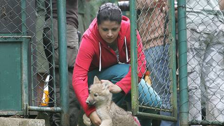 Deset arktických vlat okovali chovatelé v brnnské zoologické zahrad