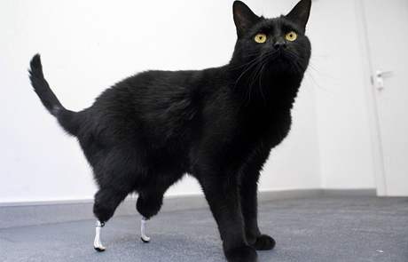 Britský kocour Oscar má na zadních nohou protézy