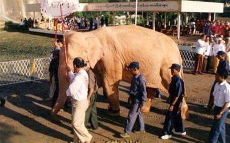 Bílý slon objevený v Barm.