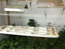 V byt na Lesn v Brn odhalili policist pstrnu marihuany
