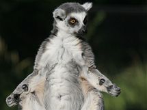 Lemur kata v pražské zoo.