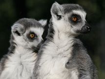Lemurové kata v pražské zoo.