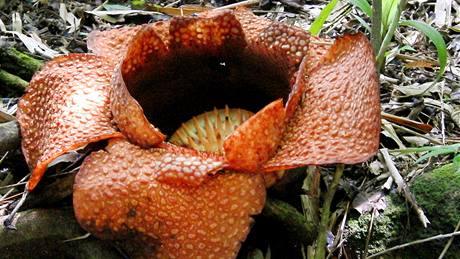 Rafflesia, nejvtí kvtina na svt