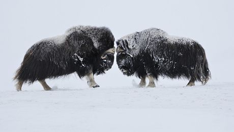 Z výstavy Wild Wonders of Europe - Vincent Munier