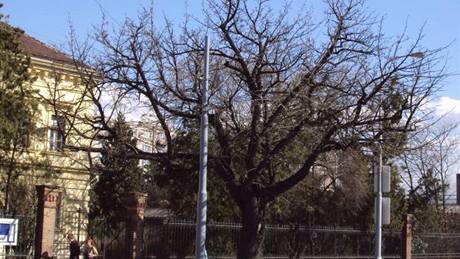 Oskeru�e na Víde�ské ulici v Brn� se stala hrdinkou roku 2010