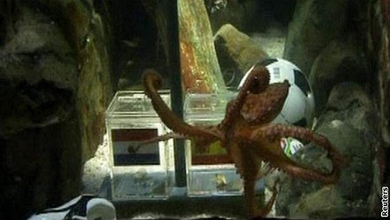 Chobotnice pedpovídá vítzství panlska