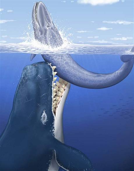 Kresba velryby, kter podle vdc vyhnula ped 12 miliony let