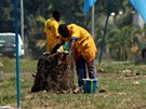 Kongo - 50. výroí nezávislosti. Pokácené stromy, poslední úklid