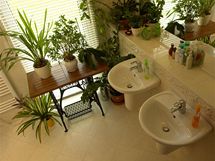 I koupelna prozrazuje zlibu majitel v pstovn pokojovch rostlin