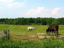 Pastviny kolem Skalska