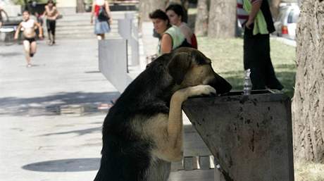 Pes pije z fontnky v gruznsk metropoli Tbilisi, kde bylo v pondl 33 stup (12. ervence 2010)