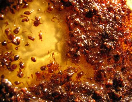 Detail obrazu Chrise Truemana vytvořený z tisíců mrtvých mravenců