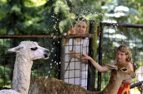 Oetovatel z olomouck zoo na Svatm Kopeku osvuj lamy