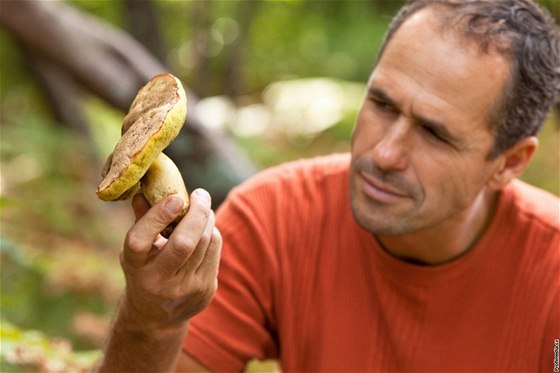 Češi jsou vášniví houbaři, ale sbírají jen ty druhy, které dokonale znají.