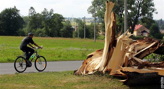 Zlomená lípa ped kláterem v Teplé na Karlovarsku