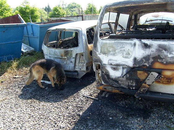Policejní pes hledá stopy u shoelých taxík ve Zlín (15. 7. 2010)
