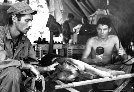 Amerit vojci v Pacifiku se pokou zachrnit vlka, kterho postelil japonsk sniper