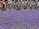 Levandule a cyklistická Tour de France.