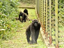 Gorily z parku Mefou