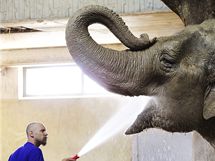 Studen sprcha pro slona v Zoo ve vcarskm Curychu (14. ervence 2010)