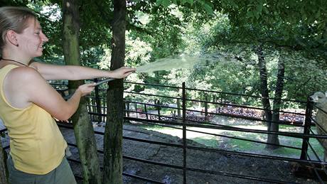 Lamy v brnnské zoo stíkají v parných dnech oetovatelé pravideln vodou (13. ervenec 2010)