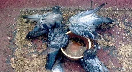 Uhynulí trutnovtí holubi.