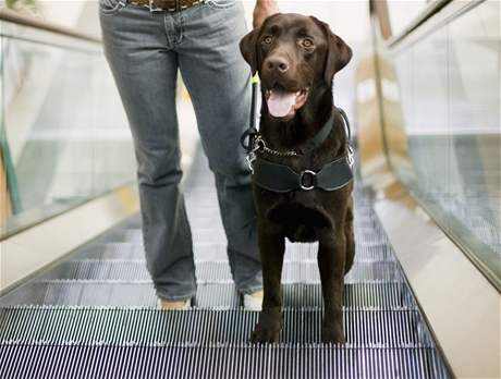 Vtí pes by ml výstup z eskalátoru zvládnout bez problém, ale stejn kontrolujte, jestli mu napíklad bhem jízdy neuvíznul drápek v rýhách schodu