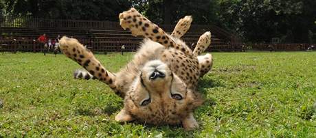 Gepard samec Dua dua je letn atrakc na zmku v Lednici.