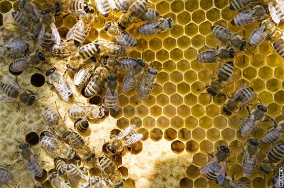 Na stee budjovické radnice budou tyi velí úly. (ilustraní snímek)