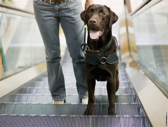 Vtí pes by ml výstup z eskalátoru zvládnout bez problém, ale stejn kontrolujte, jestli mu napíklad bhem jízdy neuvíznul drápek v rýhách schodu