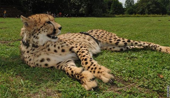 Gepardí samec Dua dua je letní atrakcí na zámku v Lednici.