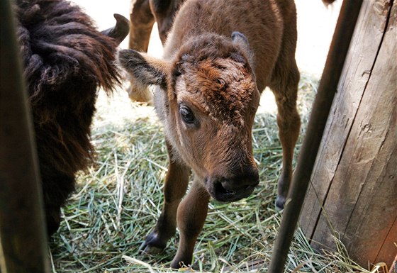 Nové pírstky v brnnské Zoo -  mlád bizona amerického.