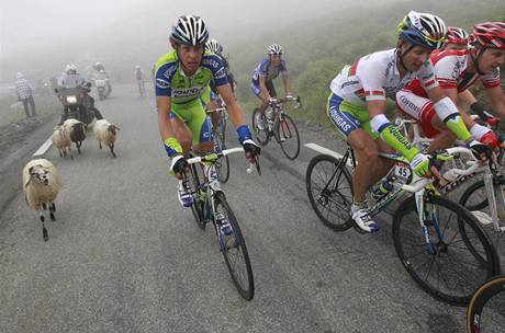 Cyklisty zbrzilo bhem 17. etapy setkn se stdem ovc.