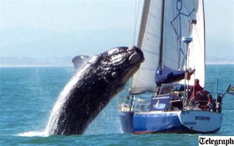 Velryba se znenadání vynoila z moe a dopadla na palubu lodi.