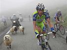 Cyklisty zbrzilo bhem 17. etapy setkání se stádem ovcí.