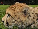 Gepardí samec Dua dua je letní atrakcí na zámku v Lednici.
