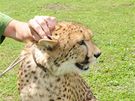 Gepardí samec Dua dua je letní atrakcí na zámku v Lednici. Na snímku s majitelem Josefem Polákem.