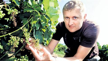 Vina Zbynk Vaura z Poleovic ukazuje hrozny odrdy Chardonnay ve vinohradu Novosady, které napadla plíse révová